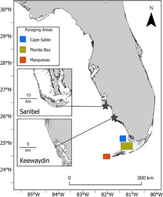 Inter-Nesting Movements, Migratory Pathways, and Resident Foraging Areas of Green Sea Turtles (Chelonia mydas) Satellite-Tagged in Southwest Florida